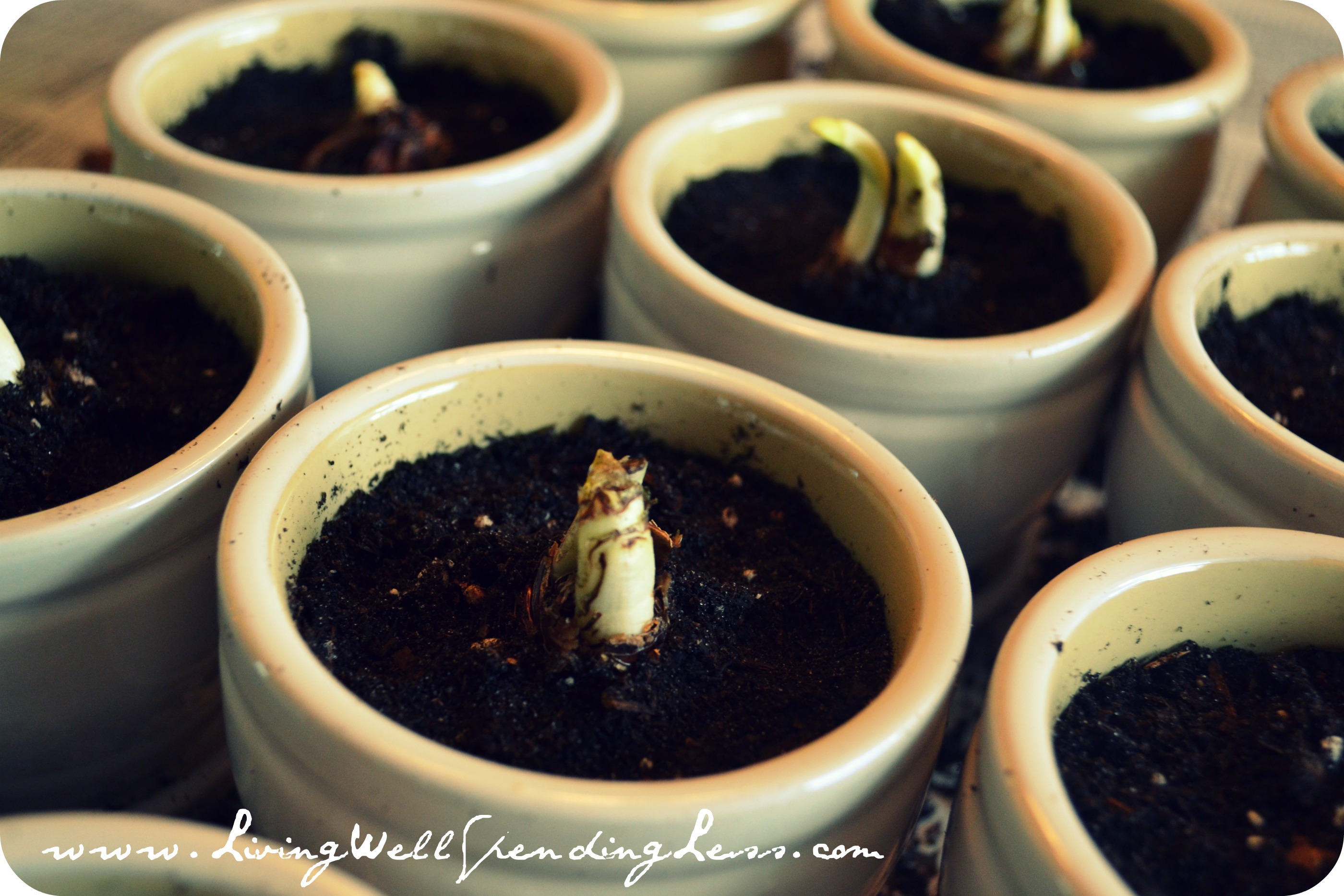 handmade holiday gifts potted paperwhite bulb {group gift}