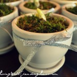 Potted Paperwhite Bulbs Image