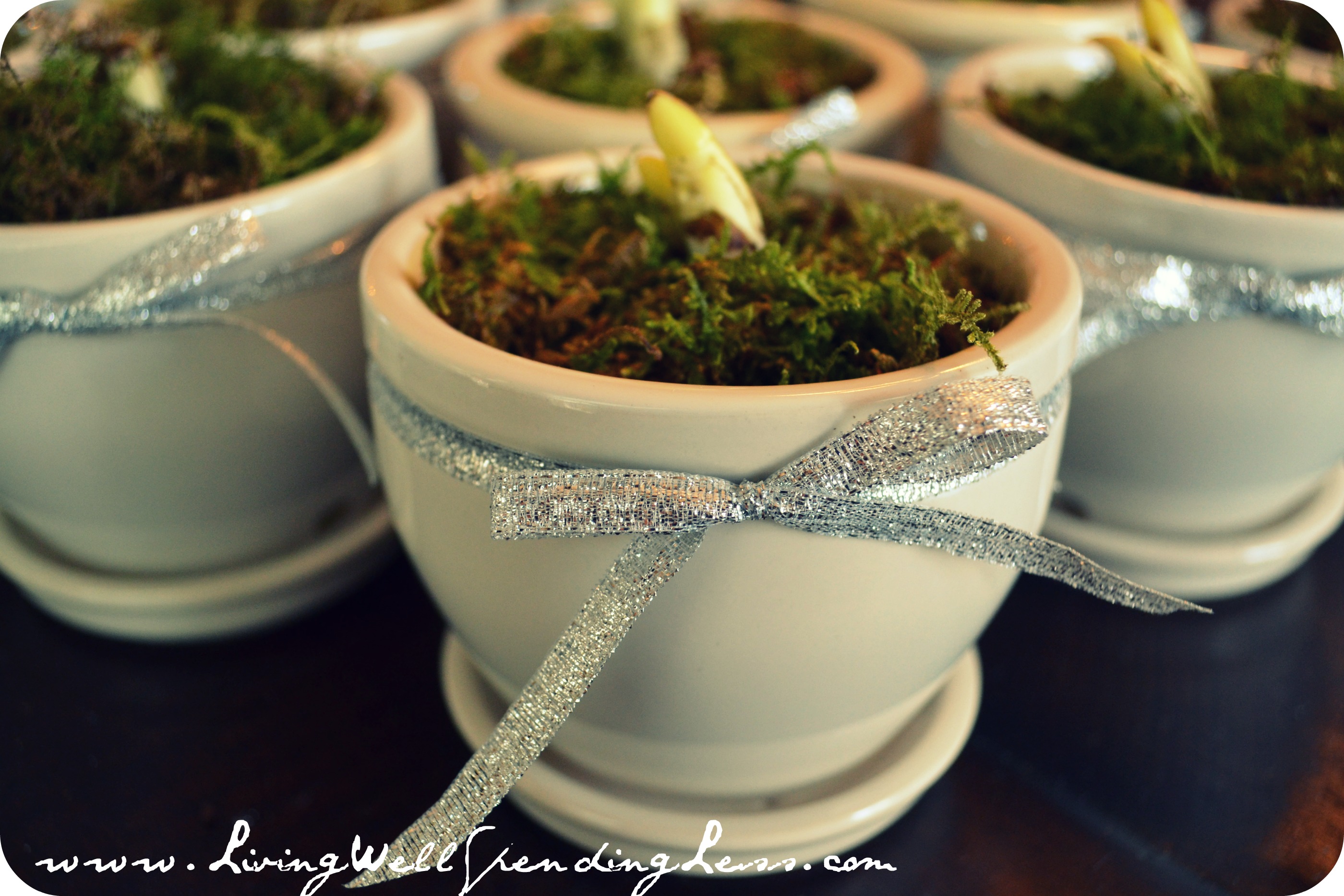handmade holiday gifts potted paperwhite bulb {group gift}