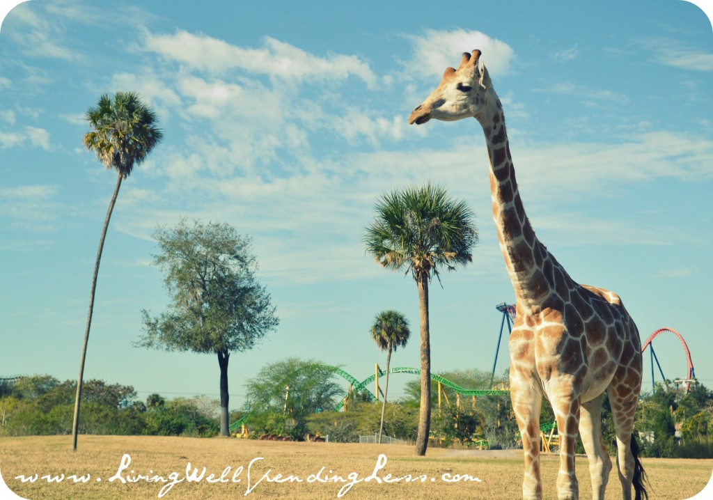 BuschGardens04