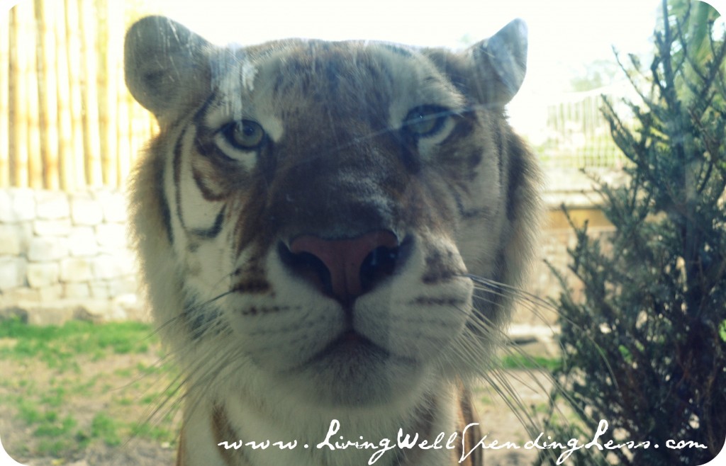 BuschGardens12