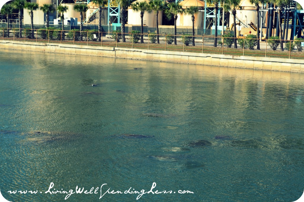 manateeroadtrip01