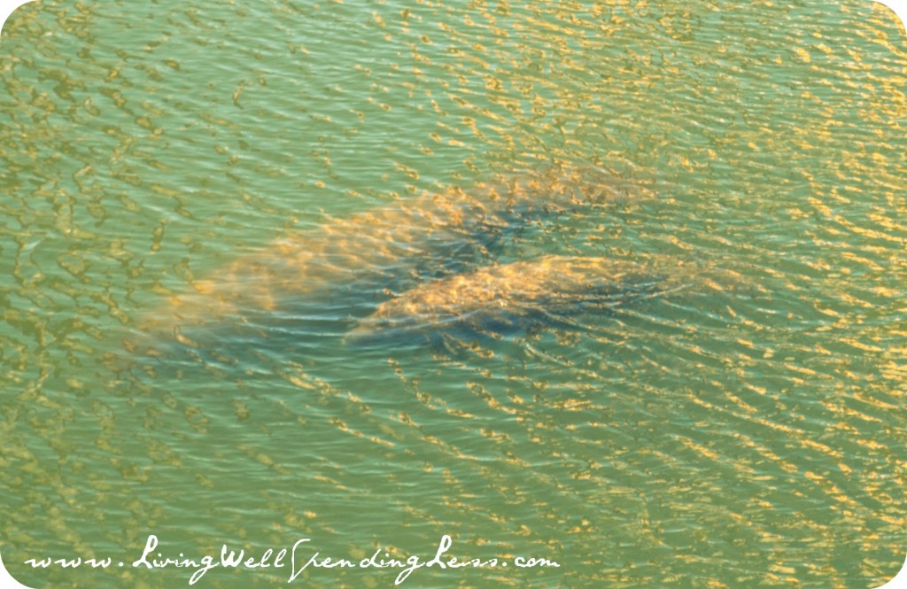 manateeroadtrip02