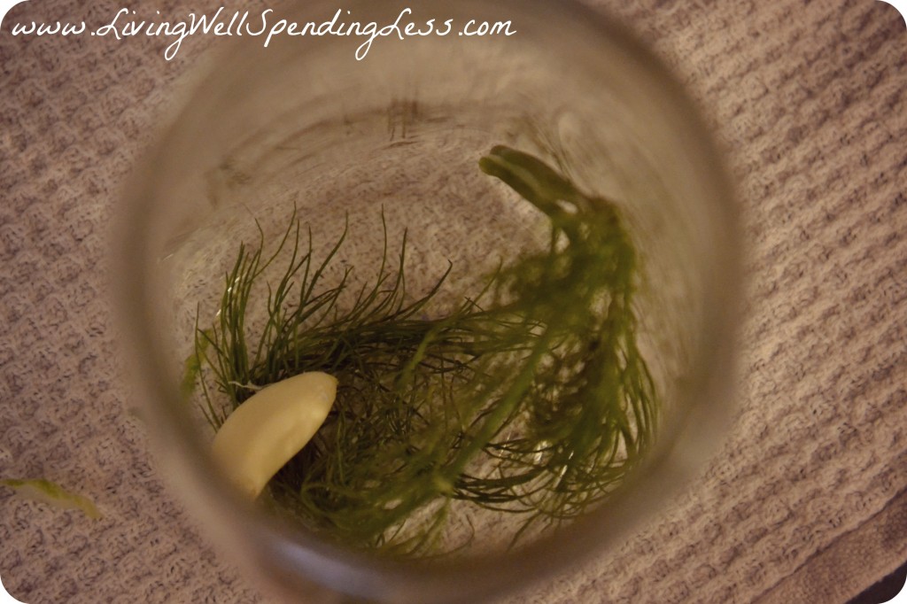 homemade-dill-pickles