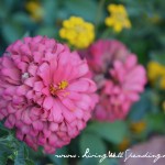 the school of edie {thoughts on redemption} Image