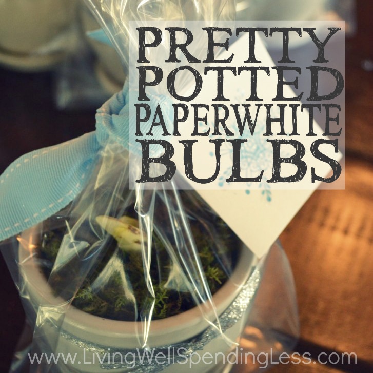 Pretty Potted Paperwhite Bulbs | How to Make Potted Paperwhites | How to grow Paperwhites | Paperwhites Planting Guide | Easy To Grow Bulbs | Guide to Paperwhites | Perfect Paperwhites in Pots