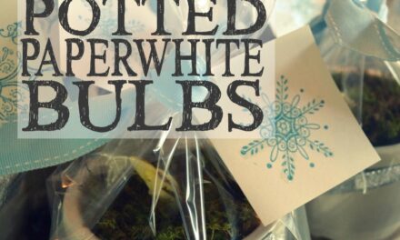 Pretty Potted Paperwhite Bulbs