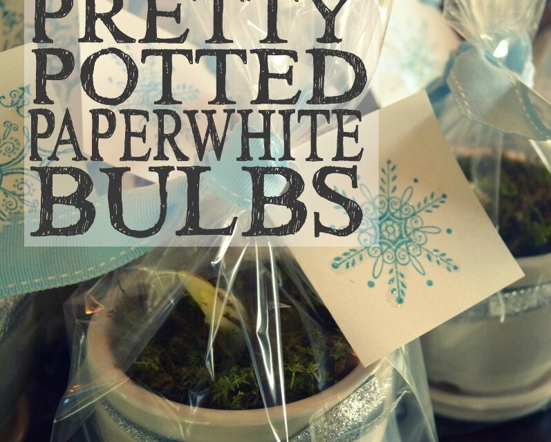 Pretty Potted Paperwhite Bulbs