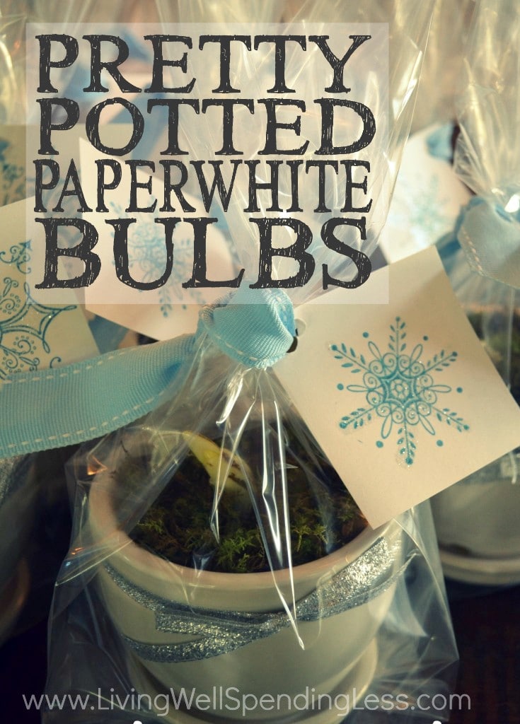 Pretty Potted Paperwhite Bulbs | How to Make Potted Paperwhites | How to grow Paperwhites | Paperwhites Planting Guide | Easy To Grow Bulbs | Guide to Paperwhites | Perfect Paperwhites in Pots