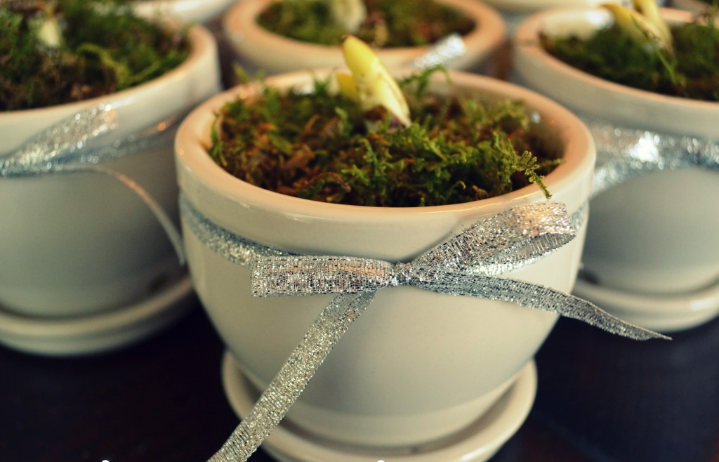 Add a layer of moss on top of the potting soil and finish with a silver bow around the flower pot. 