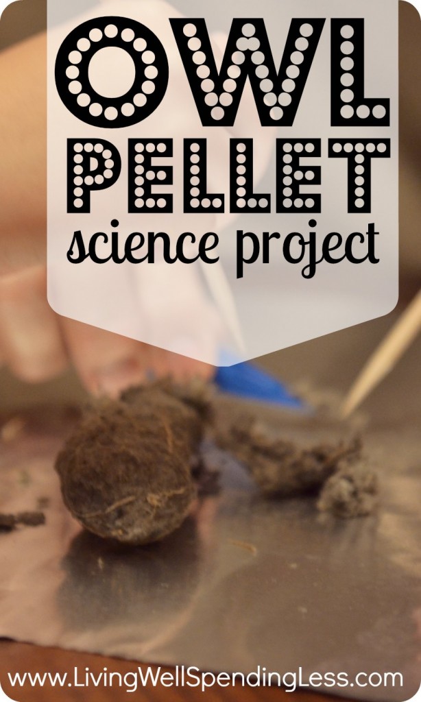 Have fun while learning with this owl pellet science project!