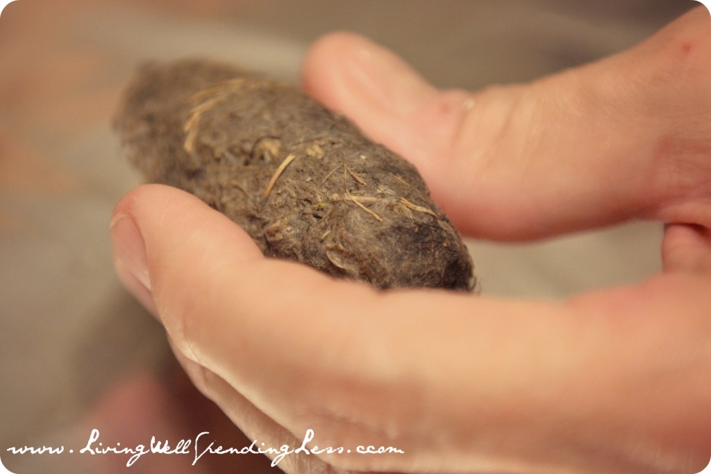 There is so much to learn from owl pellets!