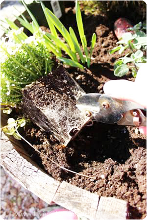 After depotting your plant, gently break up the roots with either your hands or a garden sheer. 