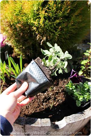 To plant your flowers and plants, lightly pinch the container from the bottom and don't pull too hard on the stems.