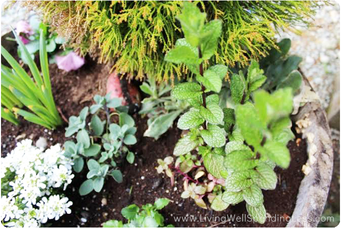 Add some edible herbs and plants to your container garden for some variety.