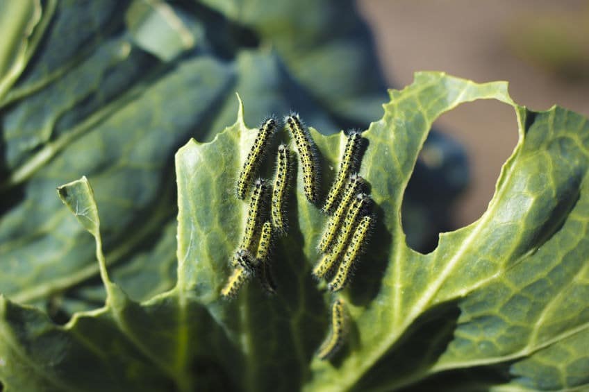 Want to grow your own food? These 7 important tips on how to grow a vegetable garden will help you make it happen no matter what your experience level! #growingagarden #howtogarden #vegetablegarden #gardentipsandtricks