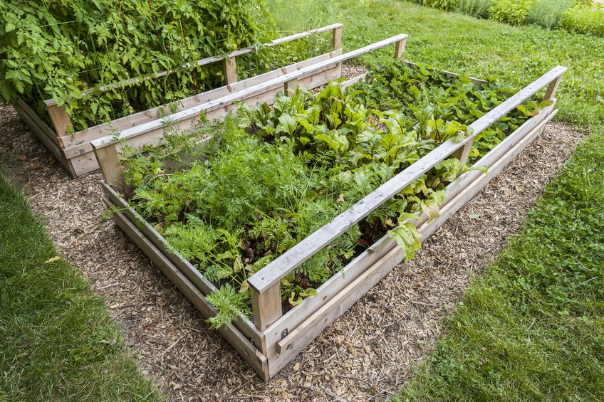 Want to grow your own food? These 7 important tips on how to grow a vegetable garden will help you make it happen no matter what your experience level! #growingagarden #howtogarden #vegetablegarden #gardentipsandtricks