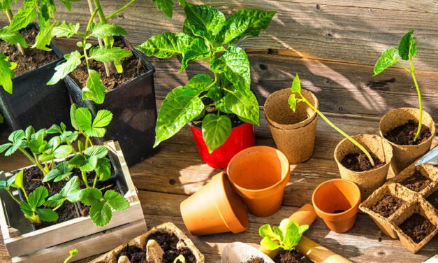 How to Grow a Vegetable Garden: 7 Important Steps