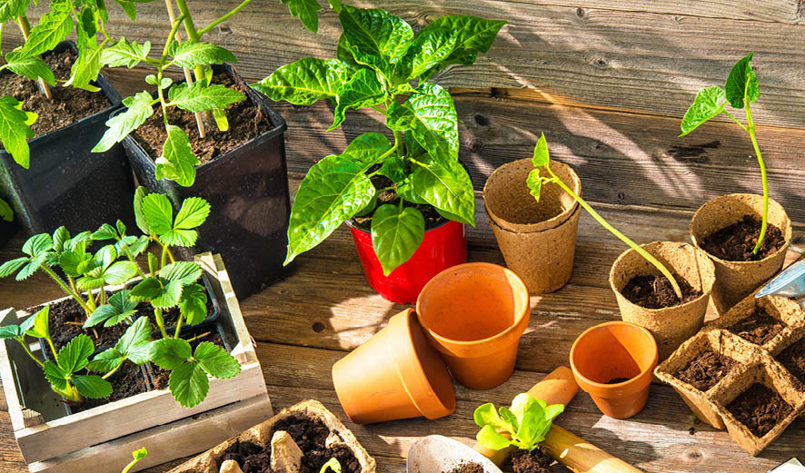 How to Grow a Vegetable Garden: 7 Important Steps