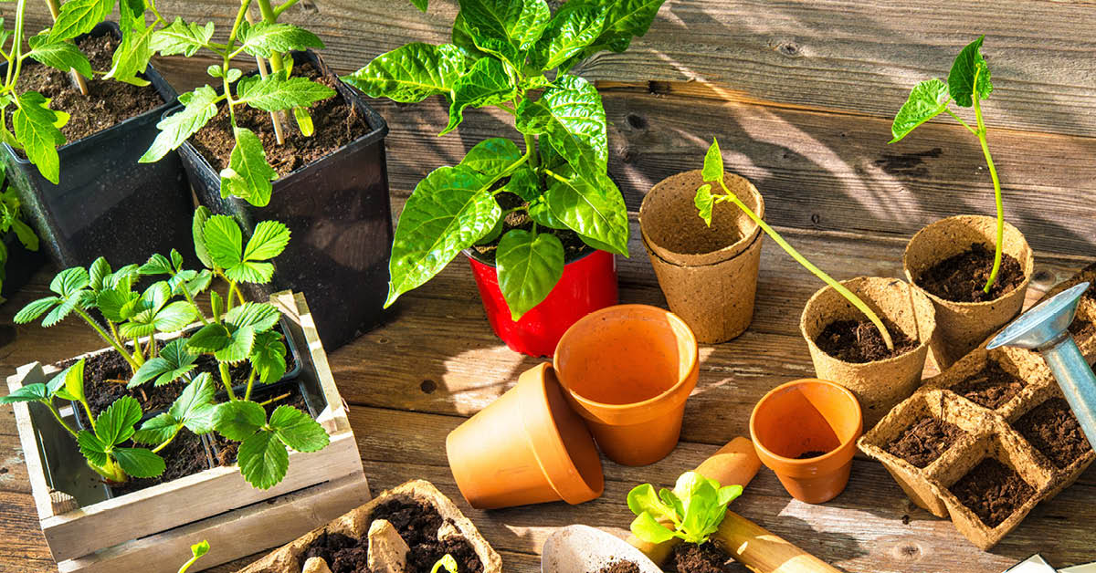 How to Grow a Vegetable Garden 7 Important Steps