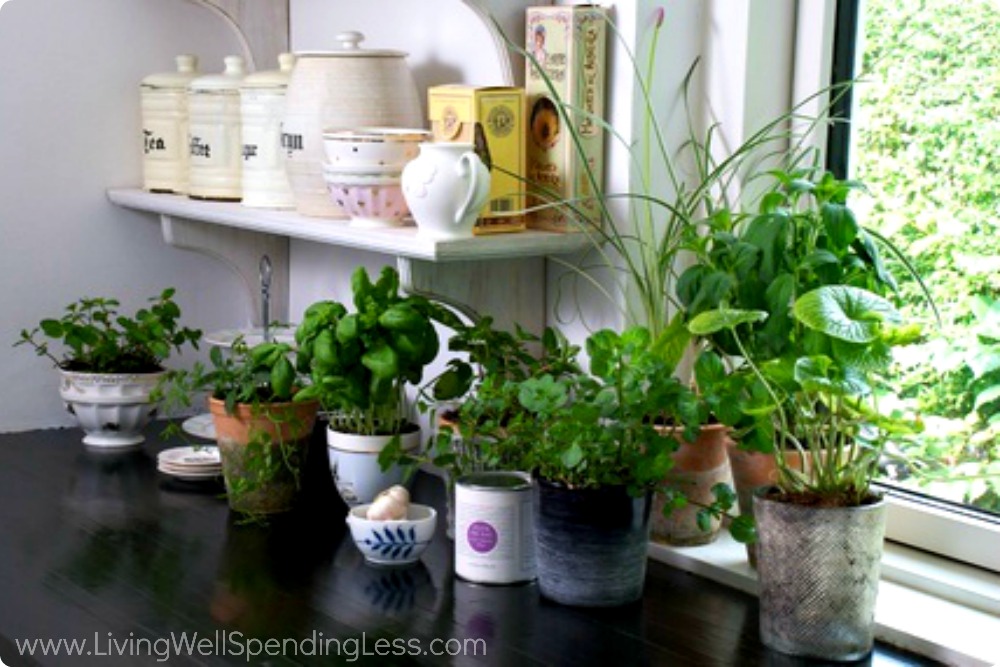 Windowsill herbs are a great addition to the kitchen--snip and add the fresh grown herbs to your favorite dishes. 