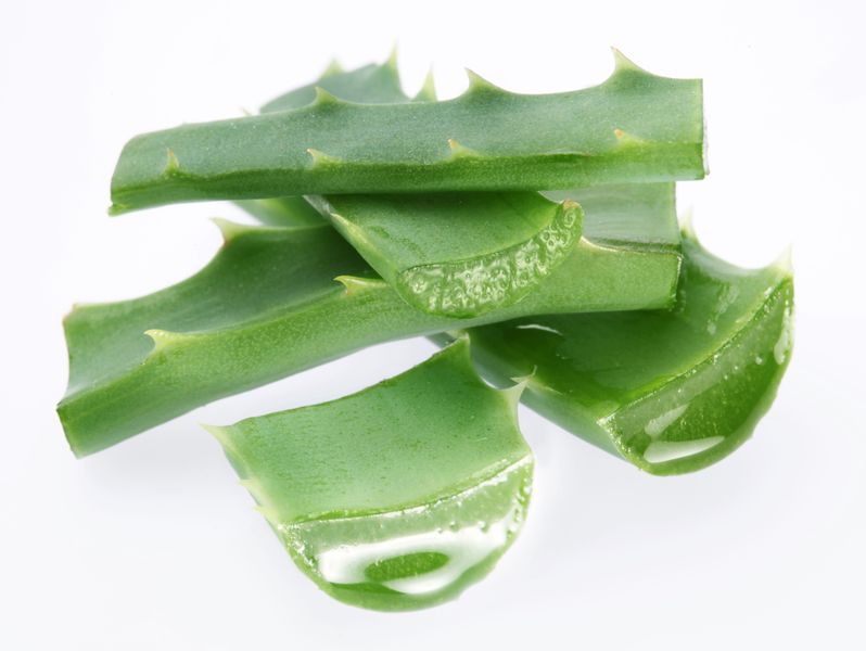 The natural aloe vera plant works great for cuts, scrapes and burns.