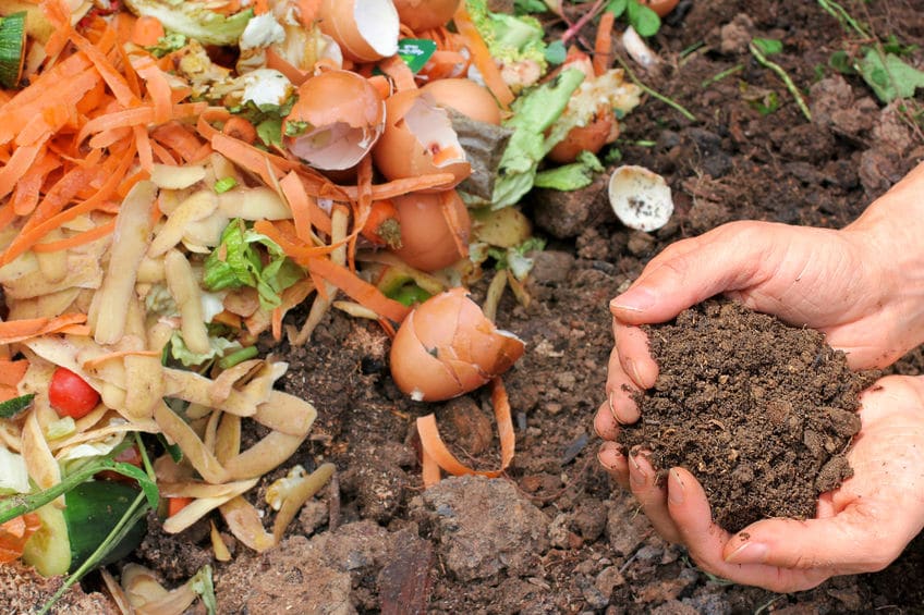 Everything in your compost pile should always be plant based. 