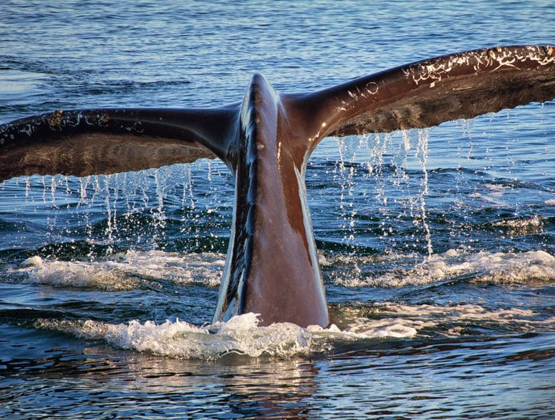 Monterey Bay, California is a relaxing travel spot for families with beautiful aquatic animals and the ocean.