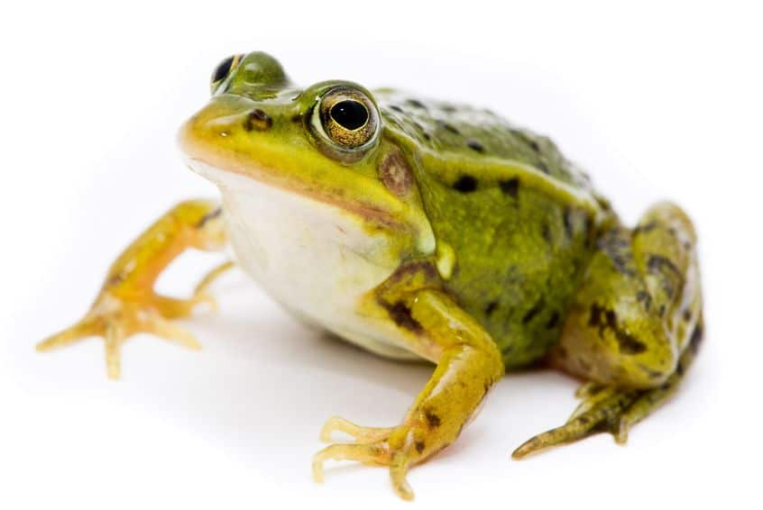  Eat That Frog: 21 Great Ways to Stop Procrastinating and Get Things Done by Brian Tracy