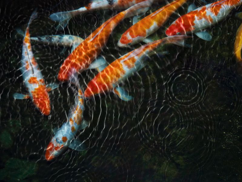 Fish swimming in a small pond. 