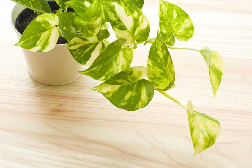 Pothos are super low-maintenance house plants that are hard to kill!