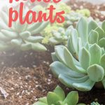 Love houseplants but terrible at taking care of them? Meet 8 low-maintenance houseplants nearly impossible to kill. (Some even LIKE being ignored!) Low-Maintenance Houseplants | Easy Care House Plants | Indoor Gardening | Best Starter Plants
