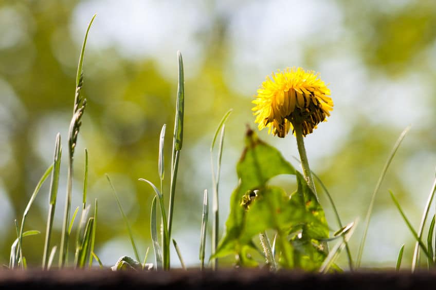 When the sun is shining and flowers are blooming it's the perfect time to host a backyard party.