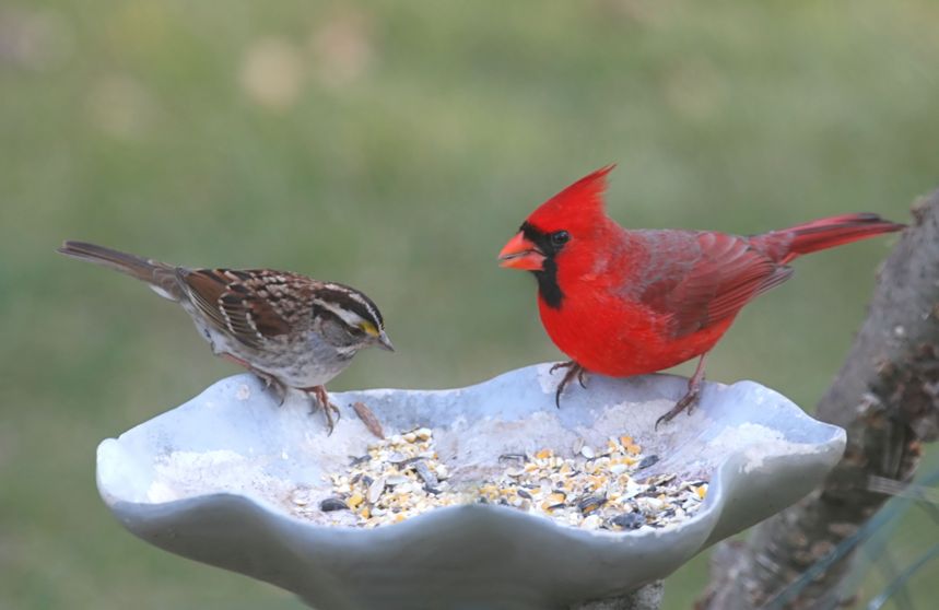 A red and brown bird eat outside at a bird feeder. 