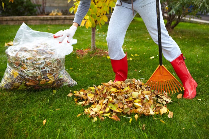 A woman raking leaves outside into a garbage bag. 