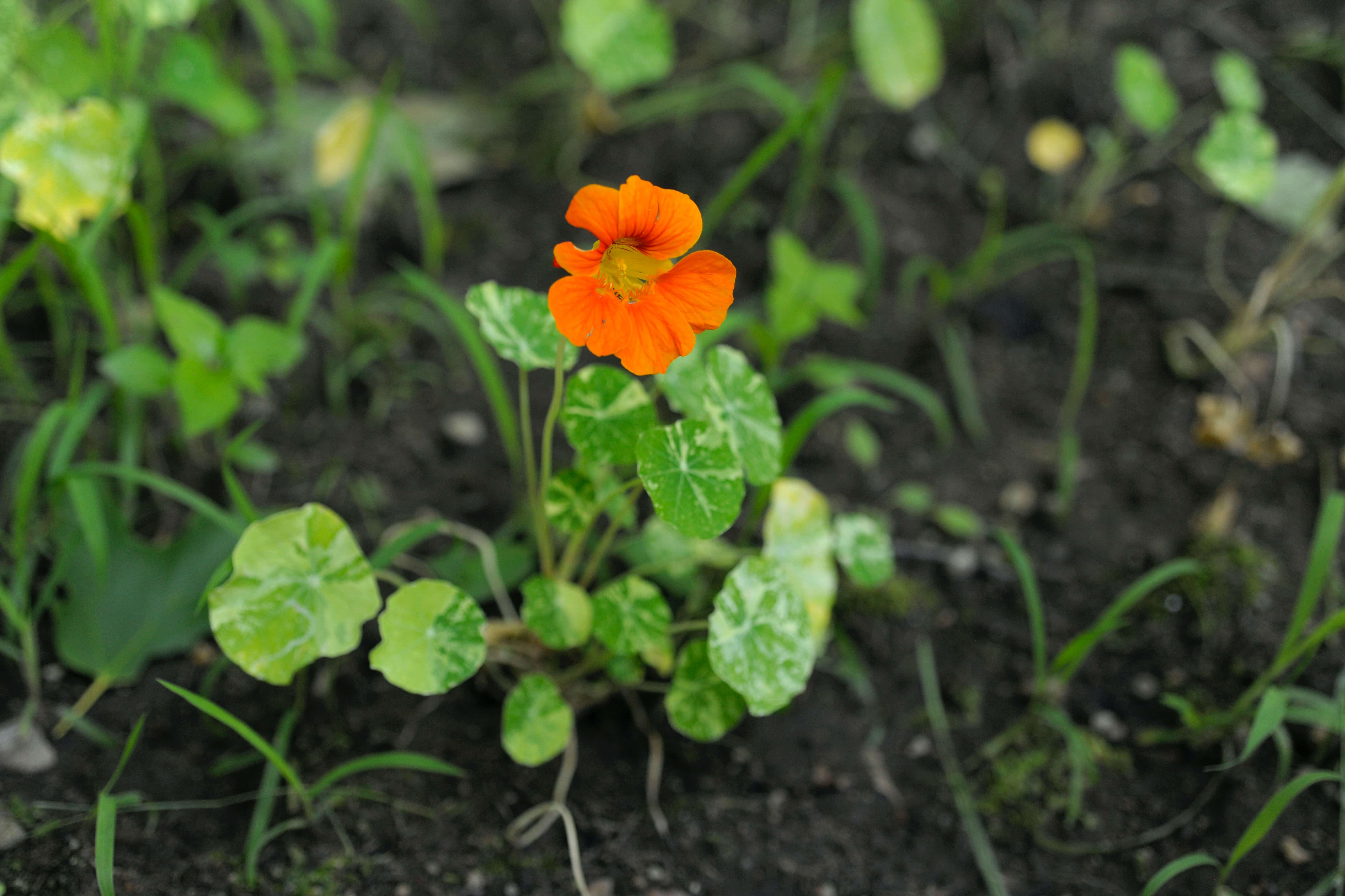 Favorite 5 Things to Grow in the Garden